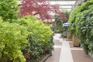 兰州春天绿化品种选择