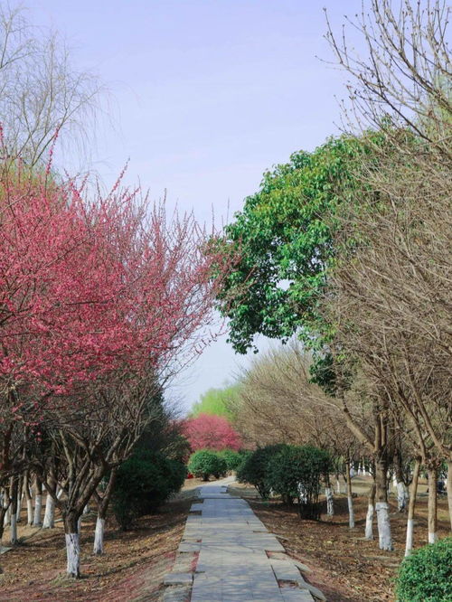 公路两旁的花树，你认识几种？