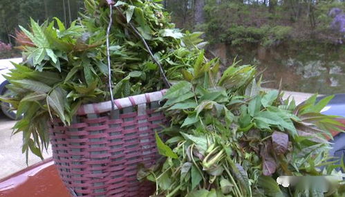 采摘香椿芽的一亩种1000-2000棵,亩产800-1000斤左右 ... 一亩香椿需要种多少棵亩产多少?采摘香椿芽的一亩种1000-2000棵,亩产800-1000斤左右  我要提问 小申_906 退出 6  每天登录问答 +2 金币,+2 经验  一亩香椿需要种多少棵亩产多少?0 采纳率:59% 等级:9  以帮助:866人 私信TA 管理员操作:  采纳率:46% 等级:9  以帮助:216人 私信TA  采摘香椿芽的一亩种1000-2000棵,亩产800-1000斤左右  管理员操作:  任务列表 日 常 任 务 成 长 任 务 10 金 币 抽 手 机 ©2021 360.CN 奇虎360旗下搜索服务