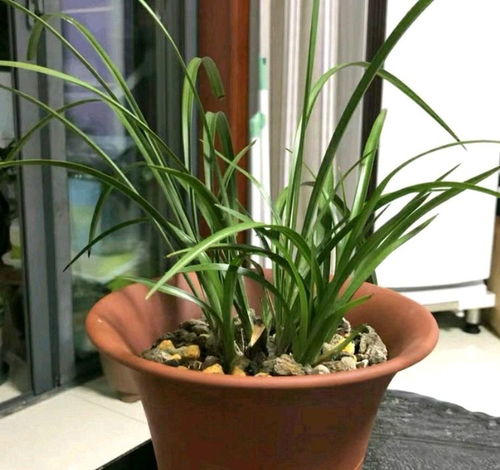 春兰为何迟迟不开花？