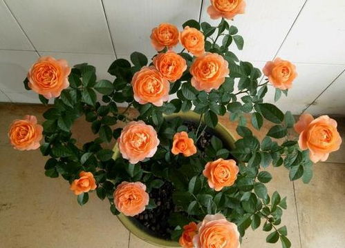 月季花儿肥料的秘密大公开