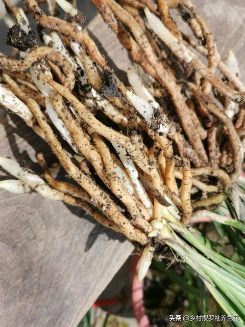 多菌灵的浇灌技巧