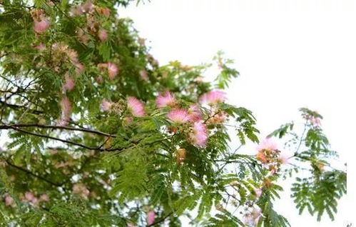 黄刺玫，耐寒又耐旱的玛瑙