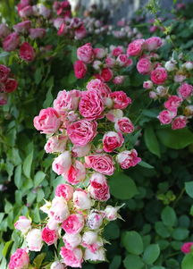 月季花开，美不胜收