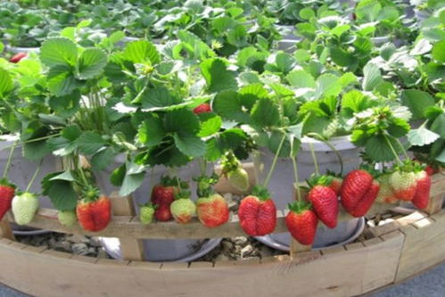 酸酸的味道， 花儿们的Zui爱