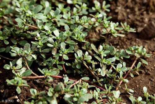 第一步：种子处理，激活生机