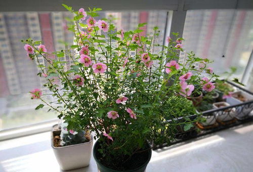 牡丹芍药养殖攻略：轻松养出爆美花！