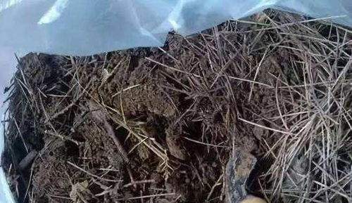 松针覆盖土壤， 大自然的神奇礼物