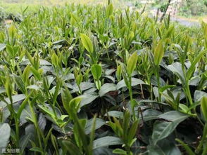除草剂的作用大揭秘
