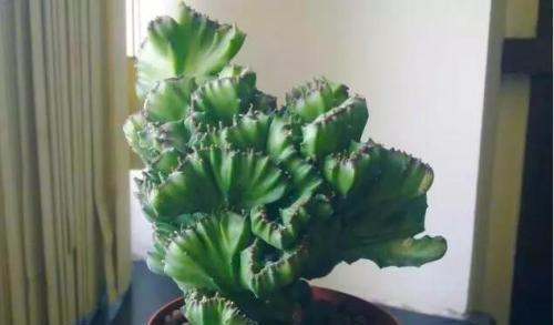 花卉玉麒麟，如何从玉小苗蜕变为珍品