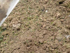 播种后的日常护理