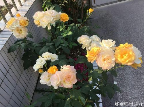 “春花美艳胜月季，养它盆栽超吸睛！”