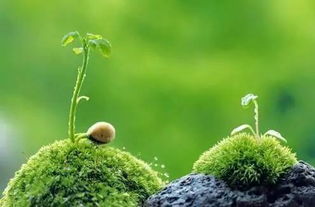 花粉如何帮助植物繁殖？是自然选择还是人为干预