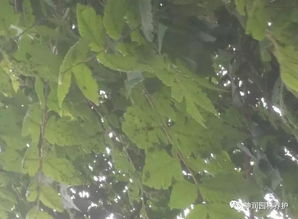 桉树蚜虫的防治