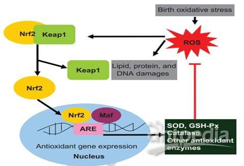 如何确定生猪抗应激Neng力的遗传选育核心方向与实践路径？