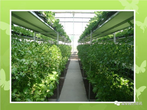 杜鹃春季种植最佳，何时栽种最为适宜呢