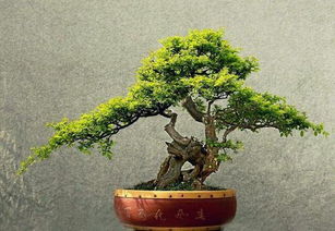 冬天盆景在南方怎么养？如何让它们安全过冬