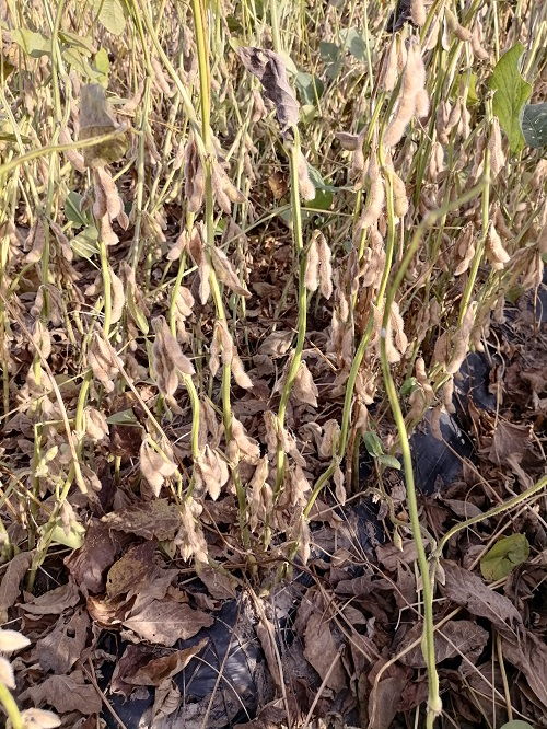 种子用量， 因品种而异