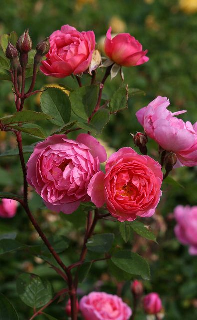 玫瑰、 月季、蔷薇，花中三姐妹的区别揭秘