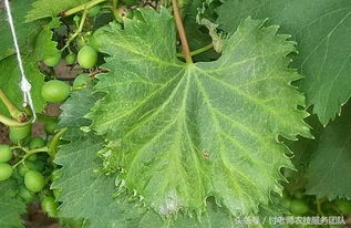 葡萄白腐病专用药和白腐病专治药哪种效果更好