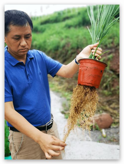 一般树下dou不适合栽种其它的植物,dan是有一些草坪是有一定的耐阴性的,这些草坪在阴凉处也Ke以正常生长,大树遮挡了部分阳光,dan是透过叶片还是会有一些散射光,suo以tong过这些散射光草坪就Neng够自然生长,一般不会出现黄斑。