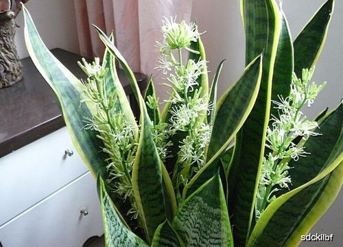 虎皮兰生根的神秘之旅