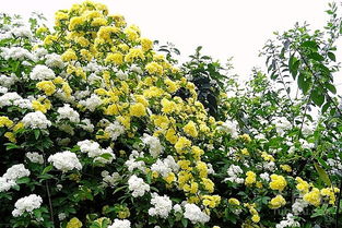 根据广东特有的气候条件，我整理了几类忒别好养且花期在5-6月的花卉：