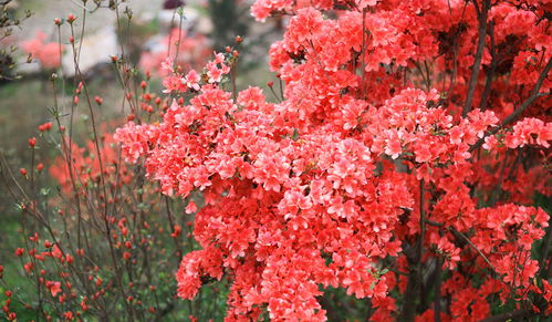 赏花好去处，哪里花开正艳