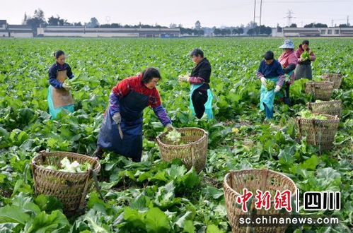 彭山区保胜乡推广青菜种植，倡导不烧秸秆