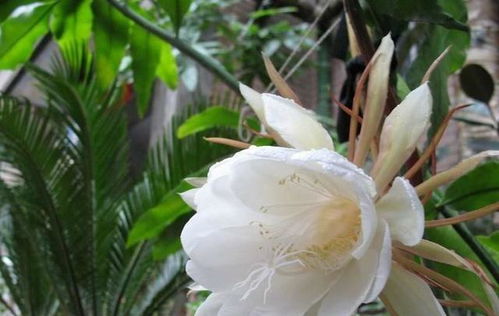 昙花种植与养护，了解其生长习性