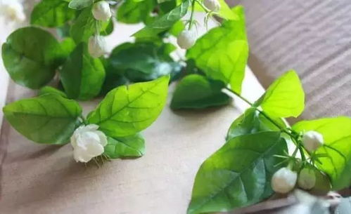 卧室驱蚊植物有哪些？夏季防蚊