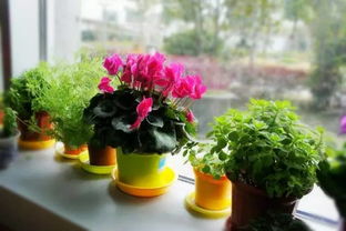 室内适合养什么花？这些花净化空气又美观