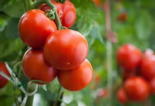 番茄：酸甜可口， 营养丰富