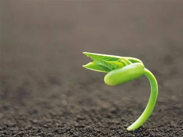 山杏种子发芽的谜团：时间， 像风一样捉摸不定