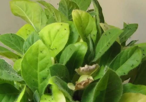 柠檬盆栽：移动的天然消毒柜