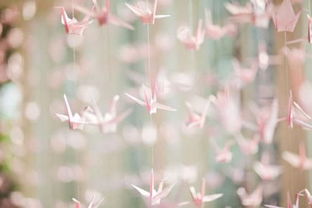 探索日常之美：发现平淡生活中的花卉魅力