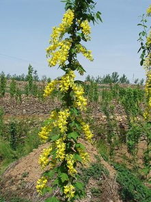 园艺商店：专业的种子选择