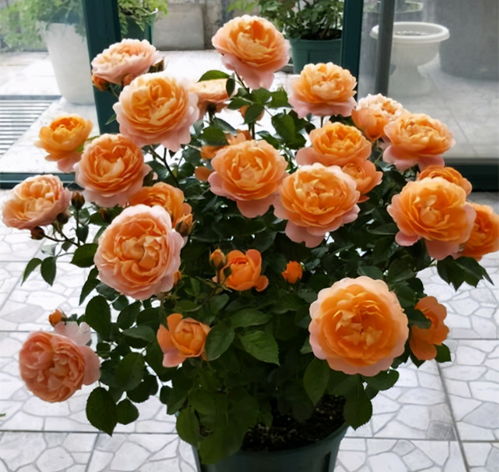 春季月季花生长，肥料选择大揭秘！