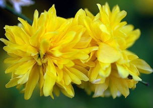 花语大全：了解花的秘密