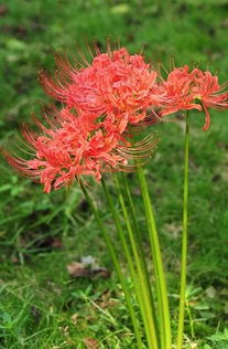 一、荼蘼花：末路之美