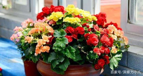 七、 丽格海棠：冬季的美容师