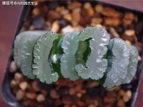 万象银天与天冠的较量