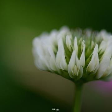 从第4种到第10种， 各种花卉简笔画精彩纷呈