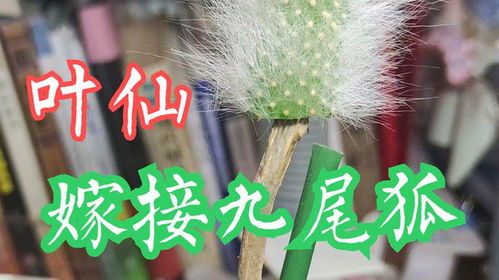 嫁接技巧篇：手把手教你嫁接