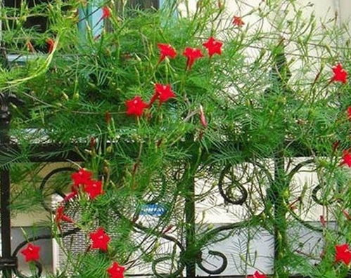 春季播种， 花开满园