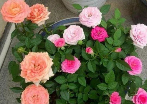 月季花容易得什么病？