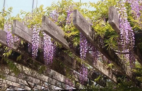 紫藤花种植， 要点get