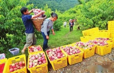 漳州百香果市场，新兴水果产业