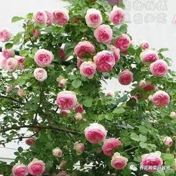 马樱花高效栽培指南：如何轻松种植？