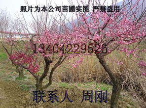 梅花树的移植大冒险